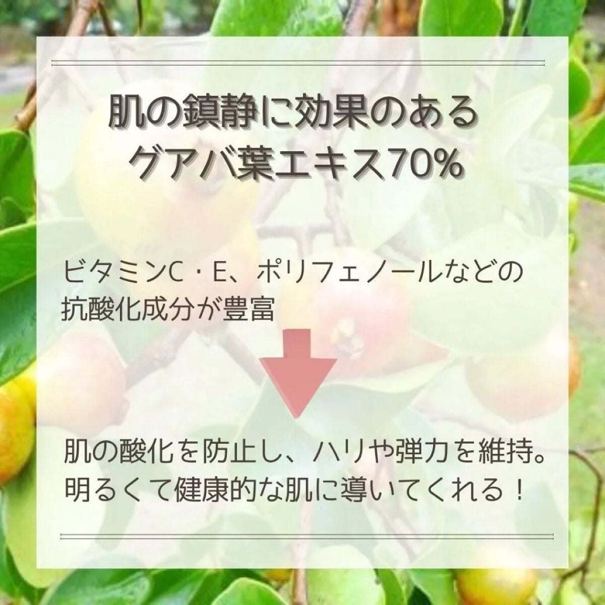 グアバ 70スキントナーパッド /BENTON/トナーパッドを使ったクチコミ(4枚目)