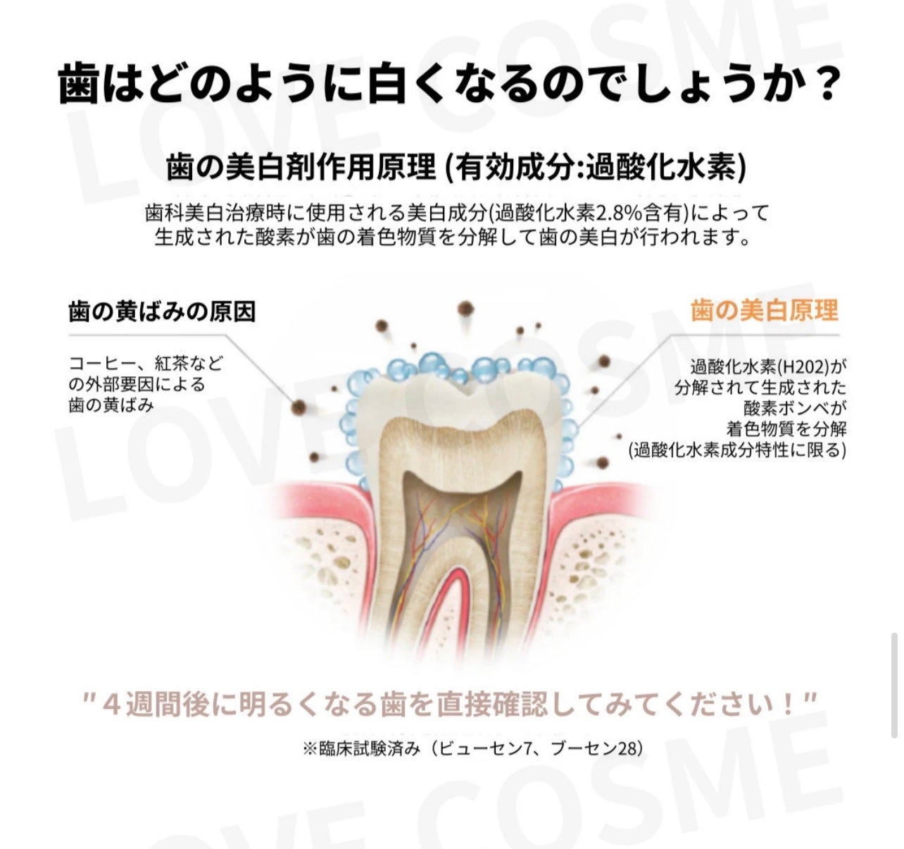 ビュッセン 歯磨き粉 28 /VUSSEN/歯磨き粉を使ったクチコミ(7枚目)