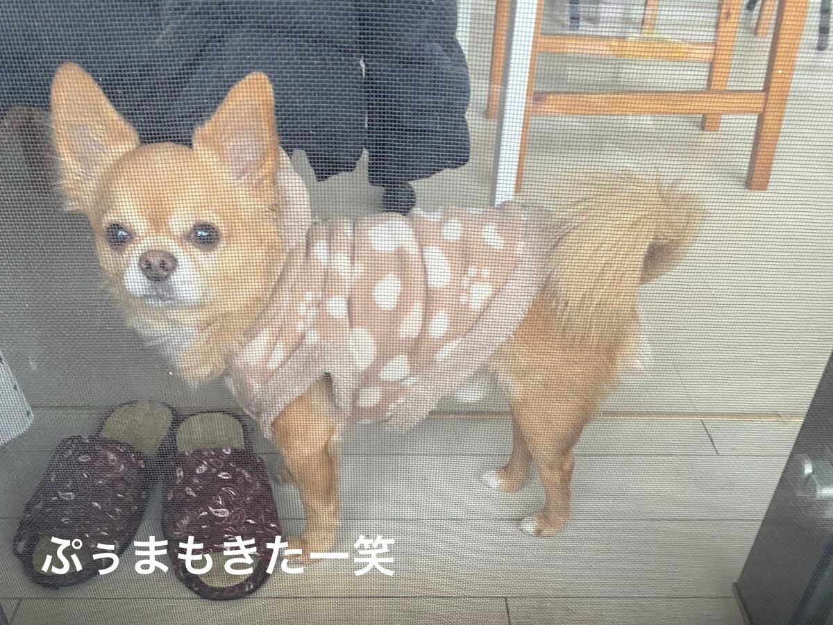 美酢 (希釈タイプ)/美酢(ミチョ)/その他飲むお酢を使ったクチコミ(5枚目)