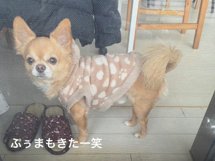 美酢 (希釈タイプ)/美酢(ミチョ)/その他飲むお酢を使ったクチコミ(5枚目)