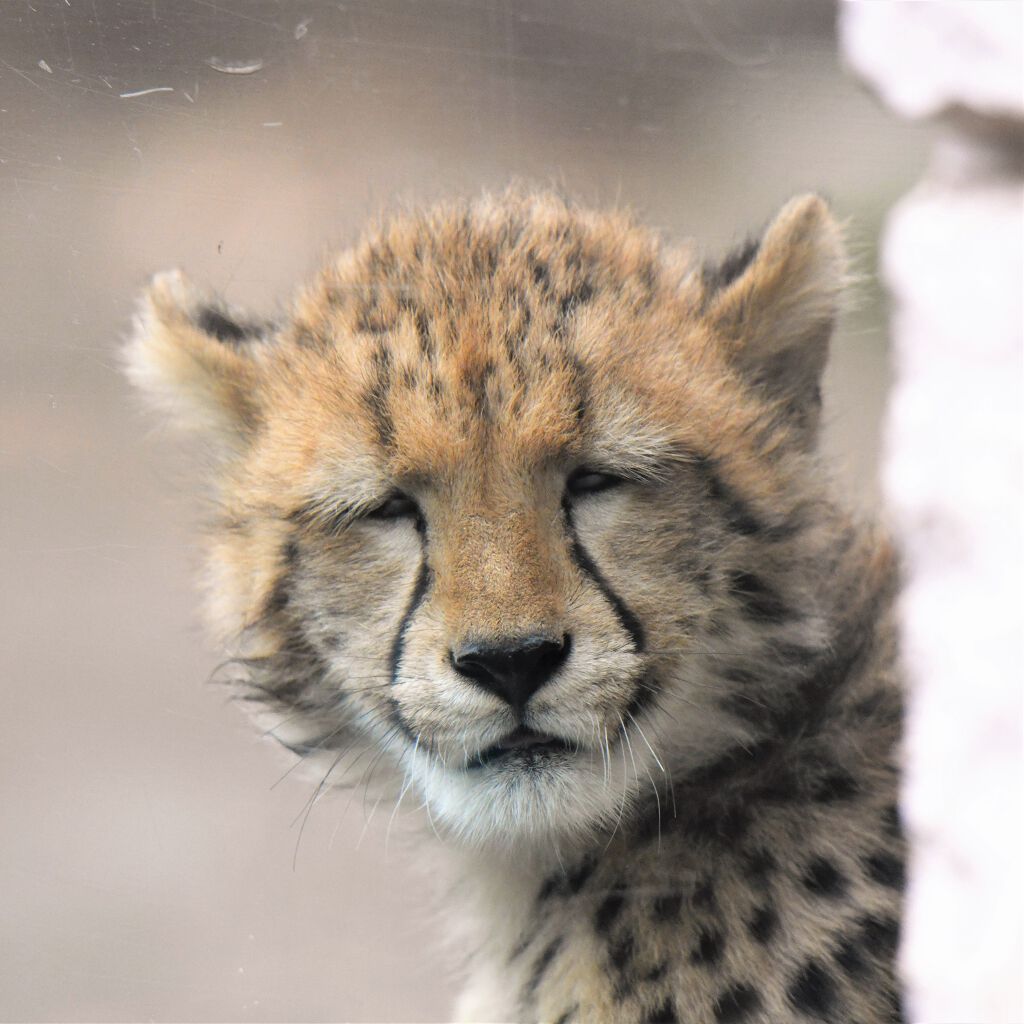 薬用しみ対策 保湿クリーム/メラノCC/フェイスクリームを使ったクチコミ（1枚目）