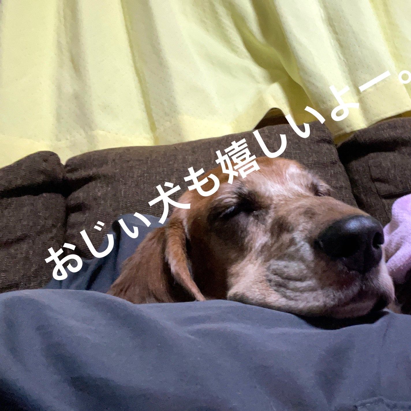 シークレットビューティーパウダー/キャンメイク/プレストパウダーを使ったクチコミ(3枚目)