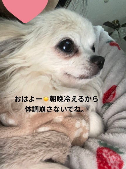 カクテル ネイルケア オイル/Elégance/ネイルオイル・トリートメントを使ったクチコミ(8枚目)