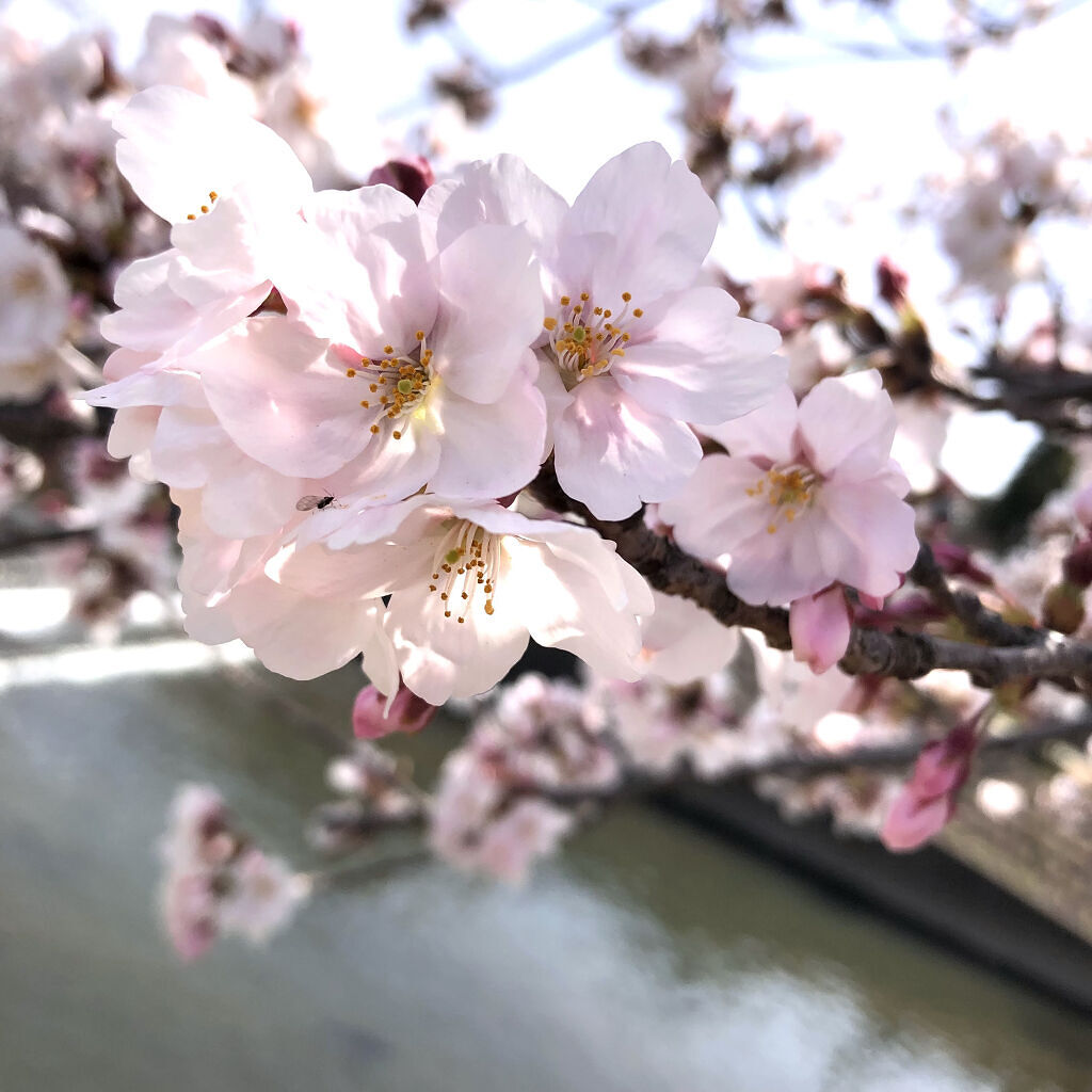 シルキースフレアイズ（マットタイプ）/キャンメイク/アイシャドウパレットを使ったクチコミ（2枚目）