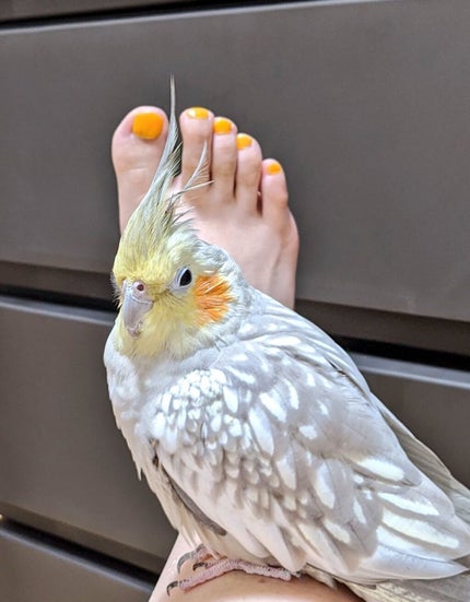 ネイルカラー/オルビス/マニキュアを使ったクチコミ(2枚目)