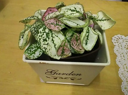 みねみ@ブルベ夏診断済 on LIPS 「LDKって雑誌、みなさん知ってますか?!ひょっとして私が流行に..」(1枚目)