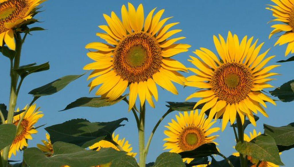 プレミアム リペアオイル (スムース)/ディアボーテ/ヘアオイルを使ったクチコミ(2枚目)