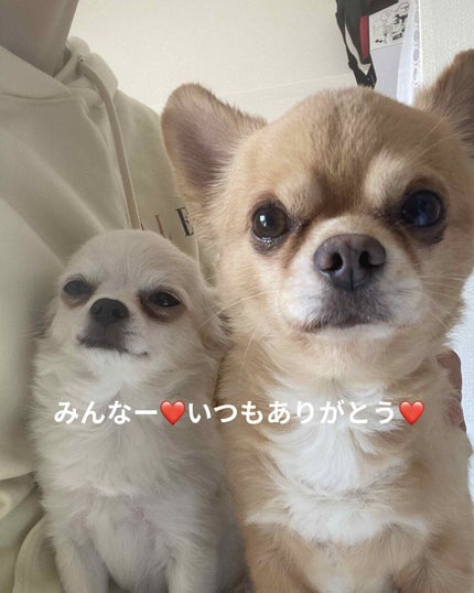 ぷぅぴぃ《紫コス部💜💗》 on LIPS 「❤GIVENCHY❤🎄クリスマスコフレ🎄❤こんにちはー😍土日の..」(9枚目)