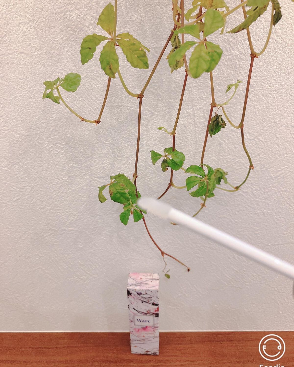 Peafowl/Warc/まつげ美容液を使ったクチコミ(4枚目)