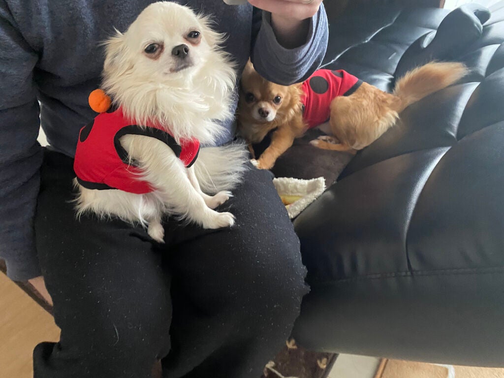 つやぷるリップR/b idol/口紅を使ったクチコミ(7枚目)