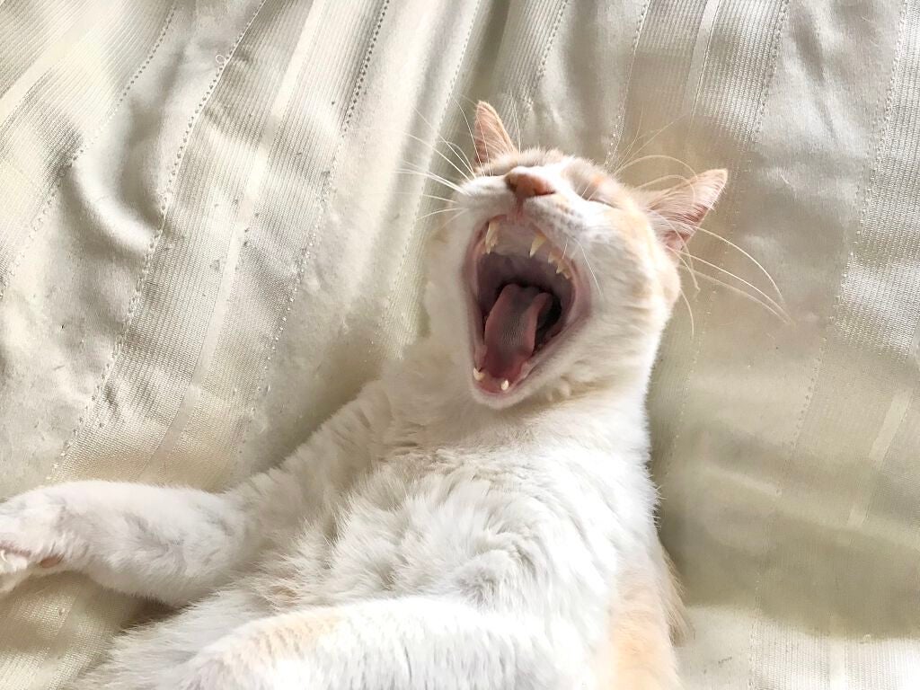 ((フォロバ100%・いいね返し))🐈⬛ねっこ on LIPS 「写真「あくびする猫」⋱⋰⋱⋰⋱⋰⋱⋰⋱⋰⋱⋰⋱⋰⋱⋰⋱⋰⋱⋰は..」(1枚目)