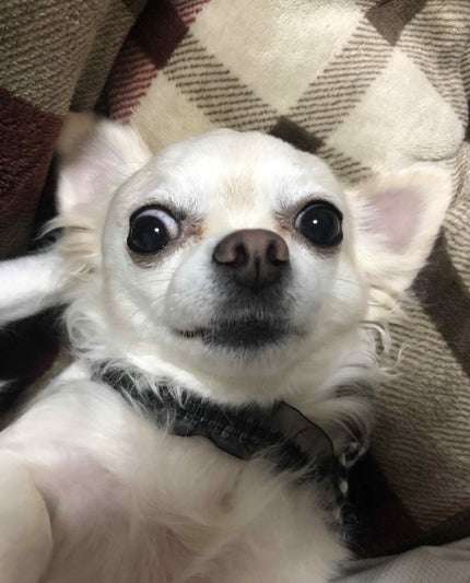 キル カバー ファンウェア クッション エックスピー/CLIO/クッションファンデーションを使ったクチコミ(1枚目)