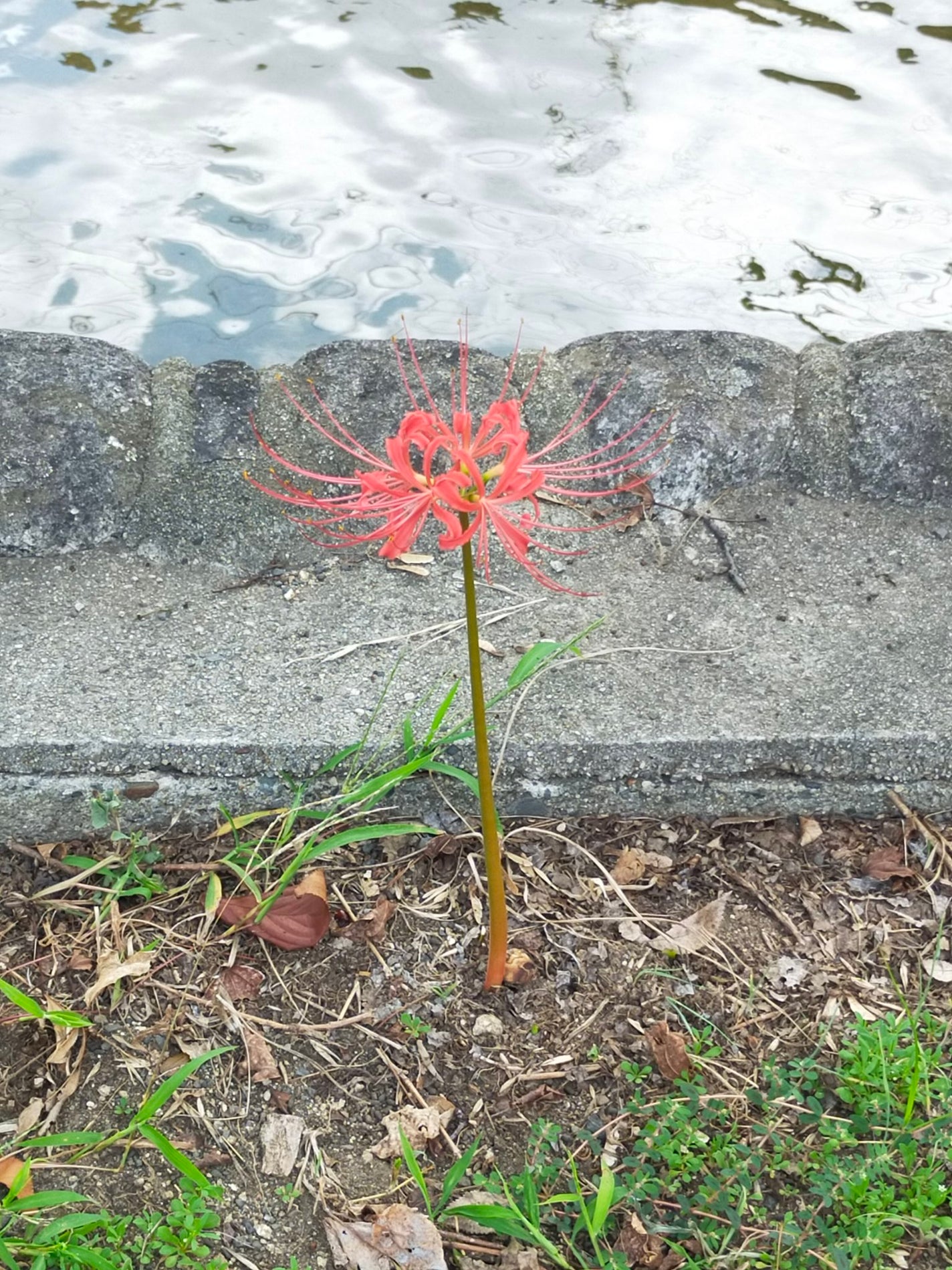 パーフェクトスタイリストアイズ/キャンメイク/アイシャドウパレットを使ったクチコミ(5枚目)