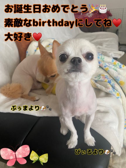 エレガンス ラズル エナメルラッカー 29 Dreamy green/エレガンス ラズル /マニキュアの画像