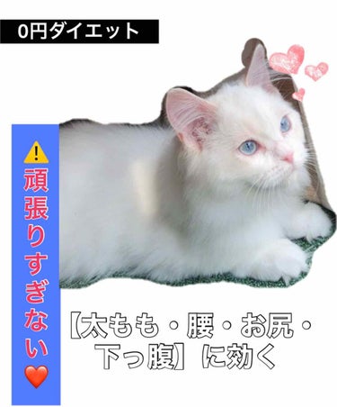 今日も10分DIET運動しました❤*.(๓´͈ ˘ `͈๓).*❤

※写真の猫ちゃんは我が家の猫です🐈

やり方は前回説明していますが、確認できなかった方の為に、
⬇︎⬇︎⬇︎⬇︎⬇︎⬇︎⬇︎⬇︎⬇︎