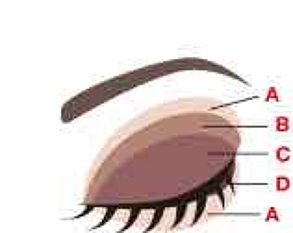 ロイヤルヴィンテージ アイズ/リンメル ロンドン/アイシャドウパレットを使ったクチコミ（2枚目）