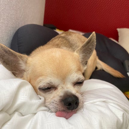 しに子ちゃん on LIPS 「鼻先にニキビができたしに子ちゃんです。常々鼻かんでるから余計に..」(3枚目)