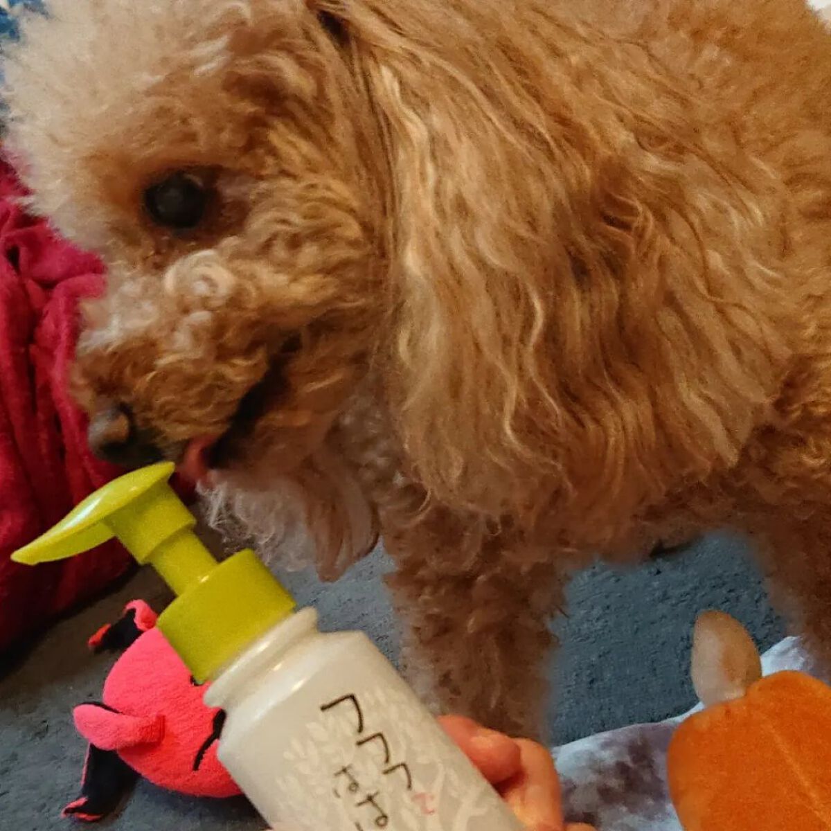 フフフではは歯/フフフではは歯/歯磨き粉を使ったクチコミ（2枚目）