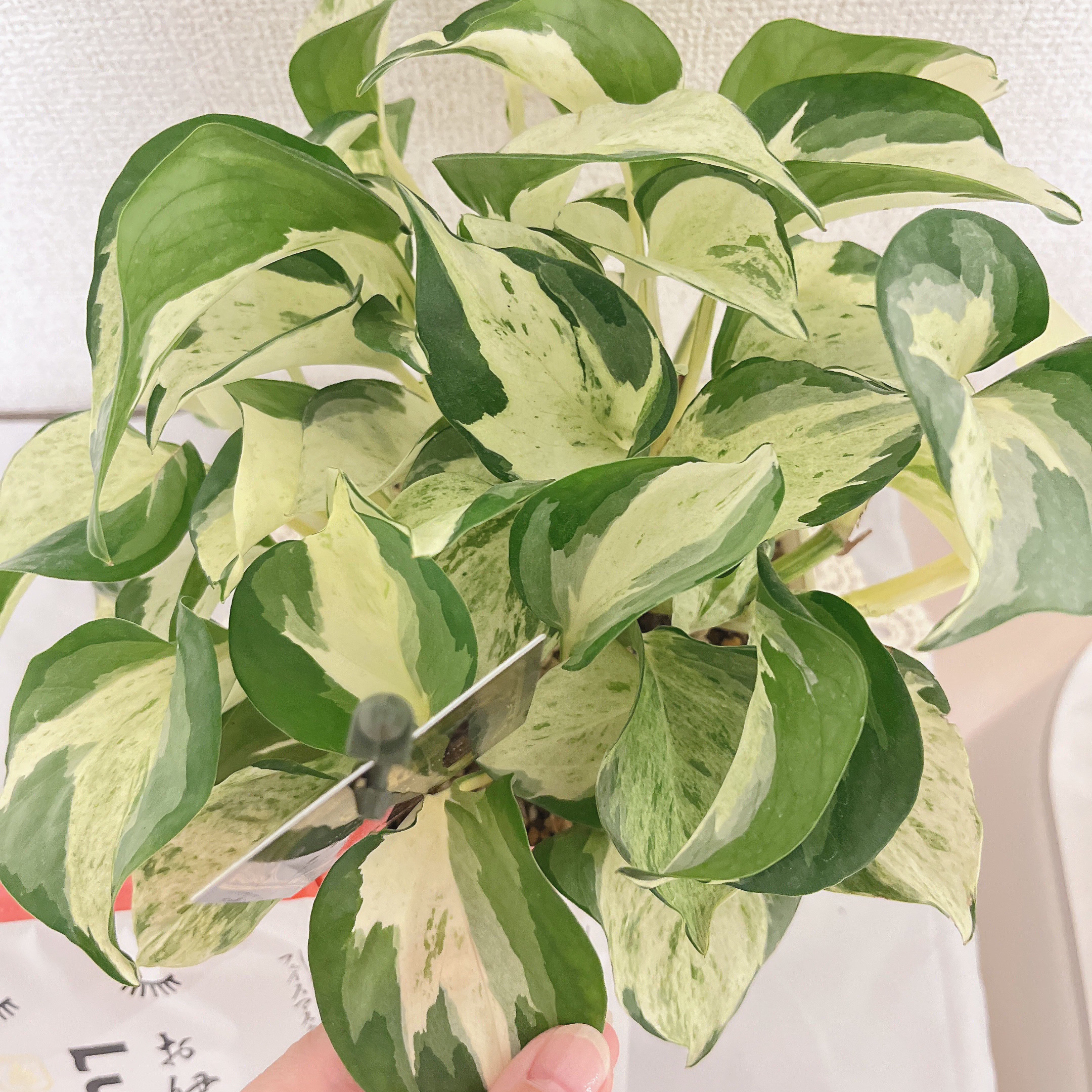 ルルルン お伊勢ルルルン（木々の香り）（4袋入）のクチコミ「お伊勢
るるるん
木々の香り


義理の母からお土産にいただきました☺︎︎

お伊勢さん縁の素.....」（2枚目）