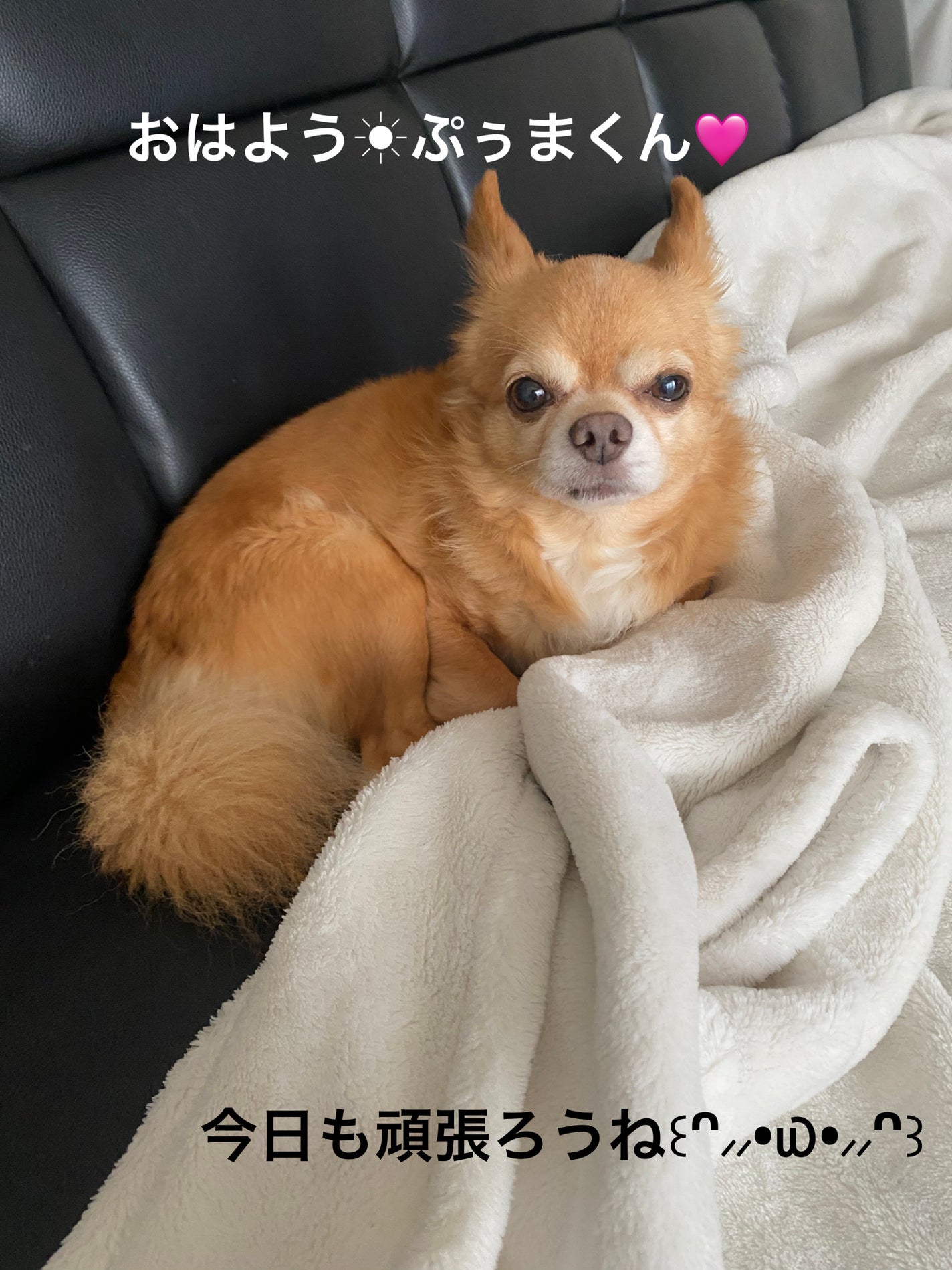 ラッシュルーティーン/キャンメイク/まつげ美容液を使ったクチコミ(7枚目)