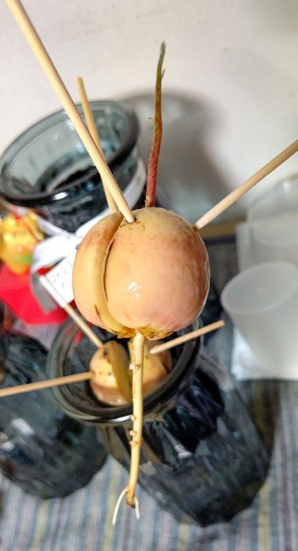 ガラス花瓶/DAISO/その他を使ったクチコミ(3枚目)