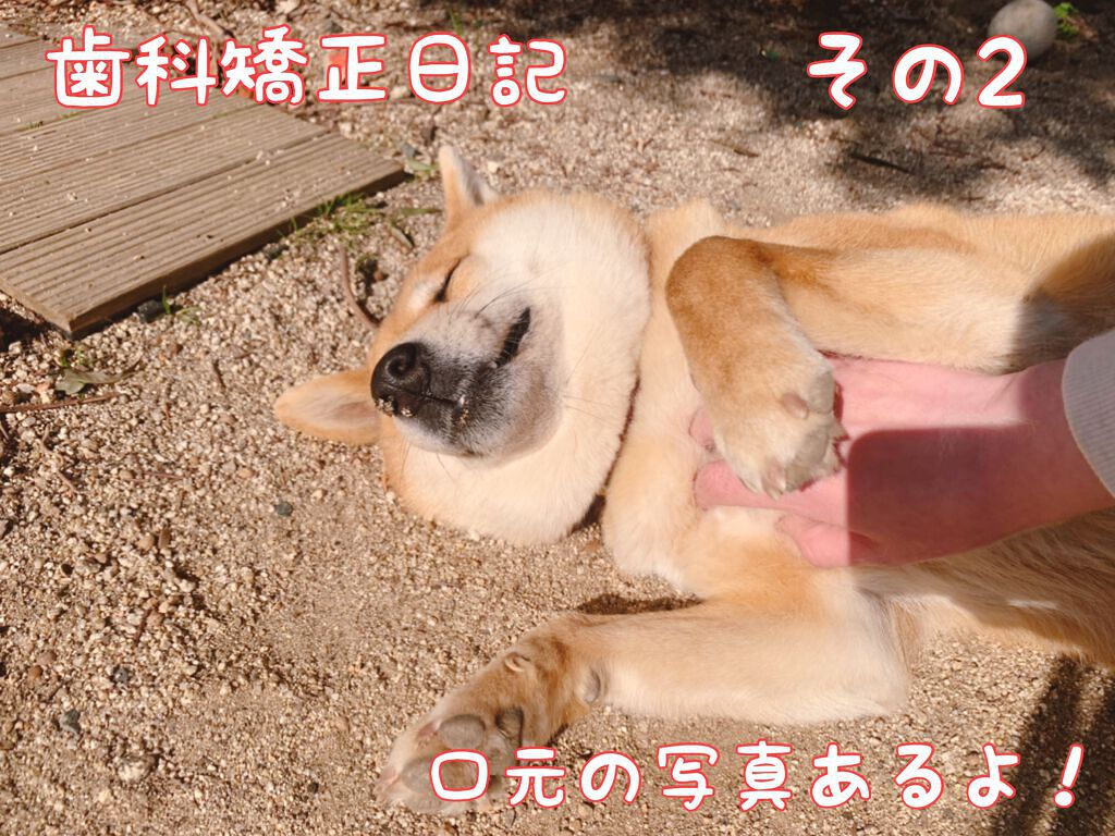 コンクールF/ウエルテック/マウスウォッシュ・スプレーを使ったクチコミ(1枚目)