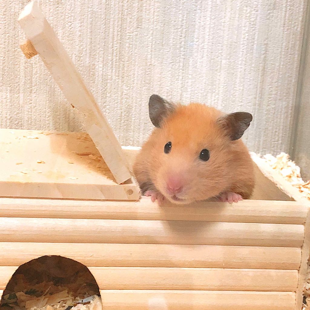 ❁︎喬❁︎ on LIPS 「☆。・:*:・゚'★,。・:*:・'自己紹介。・:*:・゚'★..」(1枚目)