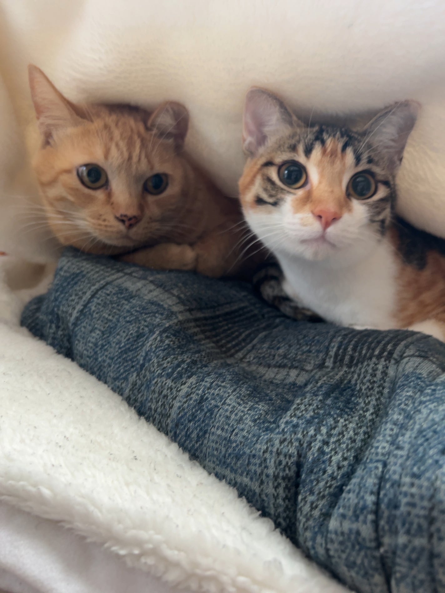 ロウグロウジェルティント/hince/リップティントを使ったクチコミ(5枚目)