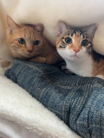 ロウグロウジェルティント/hince/リップティントを使ったクチコミ(5枚目)