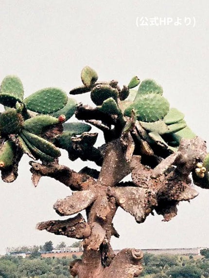 トナー;エクストラクトイット/Huxley/化粧水を使ったクチコミ(4枚目)