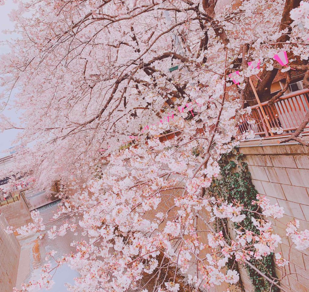 ベリーデリシャス クリームチーク/ETUDE/ジェル・クリームチークを使ったクチコミ（1枚目）