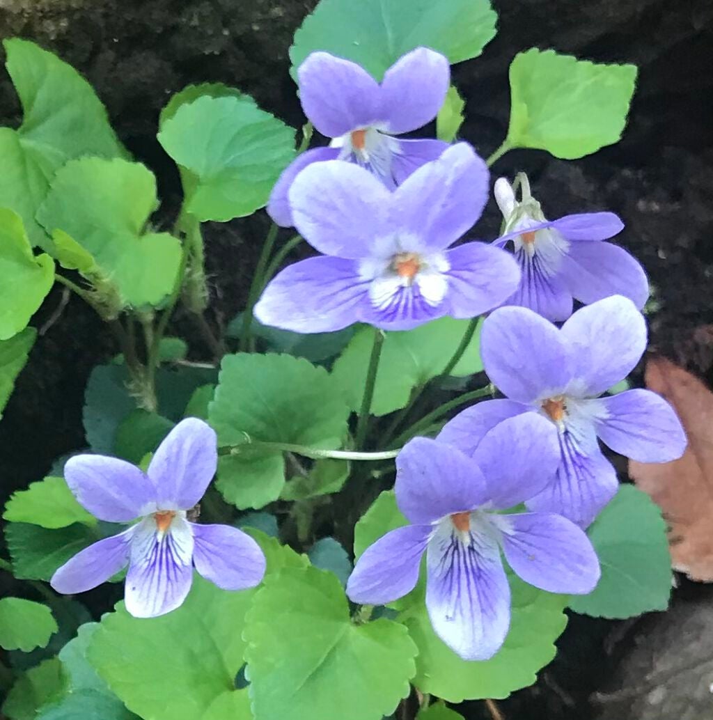 LA10+HAフェイスセラム/The Ordinary/ピーリングを使ったクチコミ(4枚目)