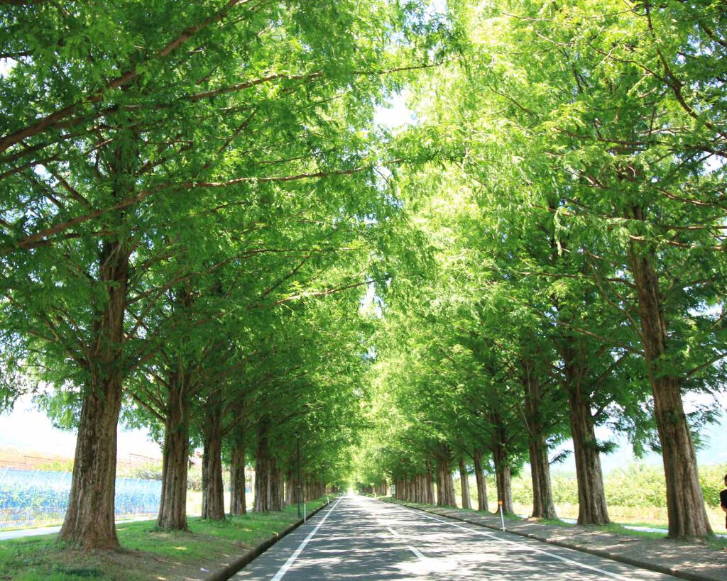 CICA クリーム/VT/フェイスクリームを使ったクチコミ(3枚目)