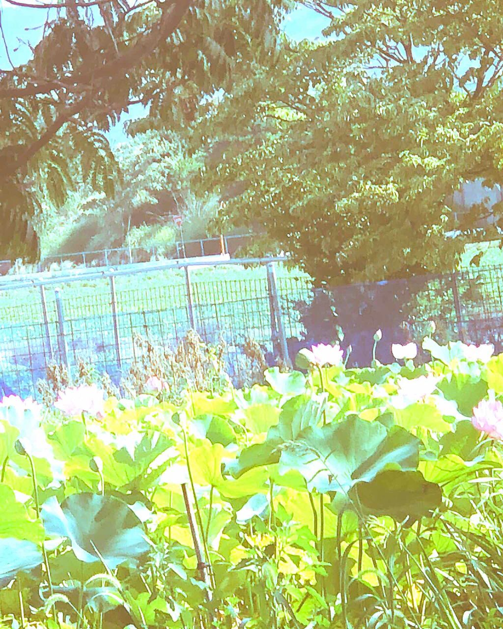 RENKA/SHISEIDO/香水(レディース)を使ったクチコミ（1枚目）