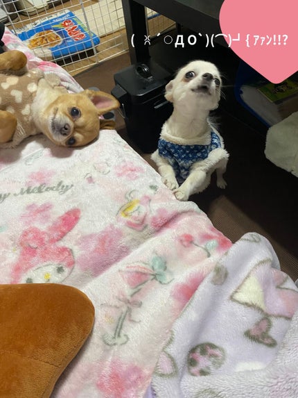 ランタンポレル ブロッサム クリーム コンパクト/GIVENCHY/化粧下地を使ったクチコミ(5枚目)