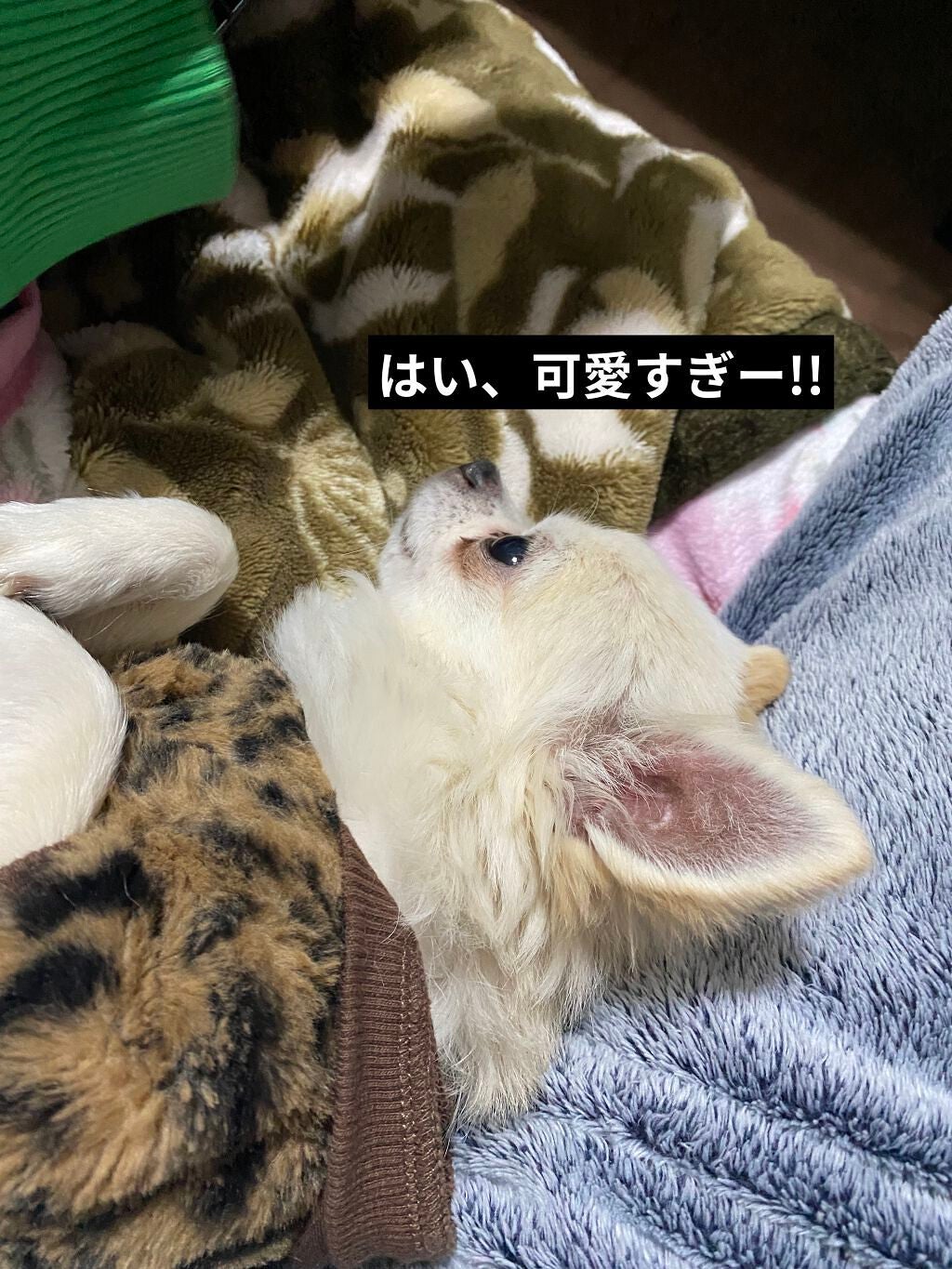 贅沢泡とろ 入浴料 スリーピングアロマの香り/お湯物語/保湿系入浴剤を使ったクチコミ(9枚目)