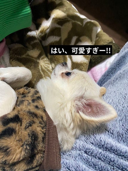 贅沢泡とろ 入浴料 スリーピングアロマの香り/お湯物語/保湿系入浴剤を使ったクチコミ(9枚目)