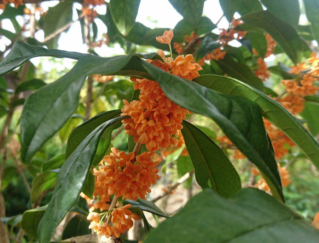 ぼよよん on LIPS 「自家製キンモクセイ酒美容と関係あるのか?わからないけれど期待を..」(1枚目)