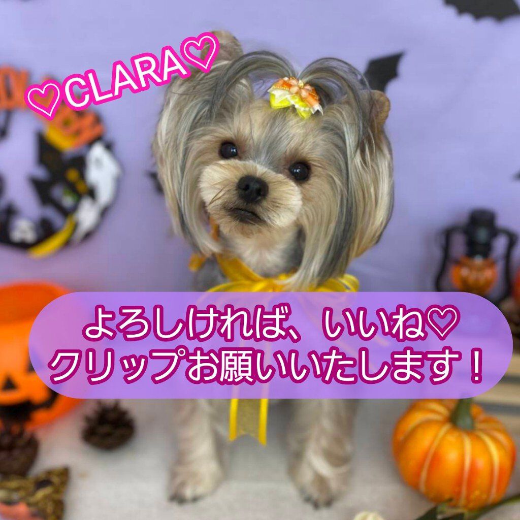 ルージュ ヴォリュプテ シャイン/YVES SAINT LAURENT BEAUTE/口紅を使ったクチコミ（2枚目）