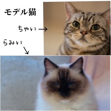 ネイル工房 痛ライナーのクチコミ「猫カフェmimiさんの
猫ちゃん新作です。

らみい
と
ちゃい

猫たちは基本ネイル工房さん.....」（3枚目）