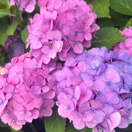 レ キャトル オンブル/CHANEL/アイシャドウパレットを使ったクチコミ(5枚目)