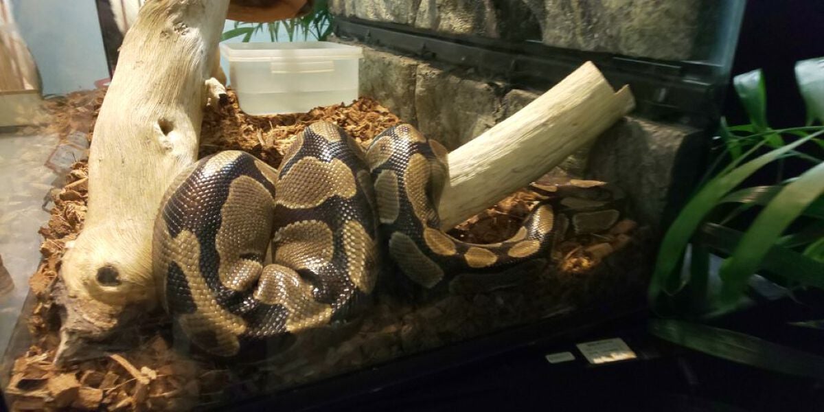 リップスティック Y/ちふれ/口紅を使ったクチコミ(8枚目)