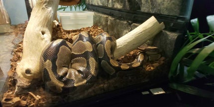 リップスティック Y/ちふれ/口紅を使ったクチコミ(8枚目)