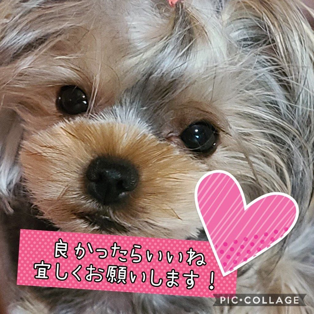 ã¯ãªãŒããŒã¿ããã©ã€ããŒ/ãã£ã³ã¡ã€ã¯/ãžã§ã«ã¢ã€ã©ã€ããŒã䜿ã£ãã¯ãã³ãïŒ4æç®ïŒ