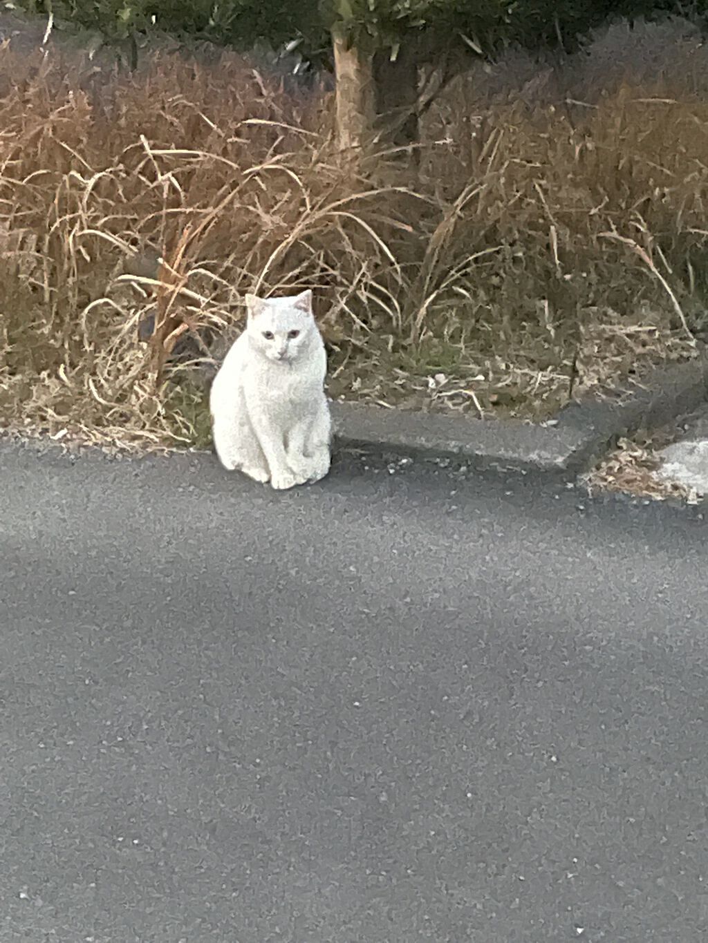 ネイチャーシャンプー/KUNDAL/市販シャンプーを使ったクチコミ（3枚目）