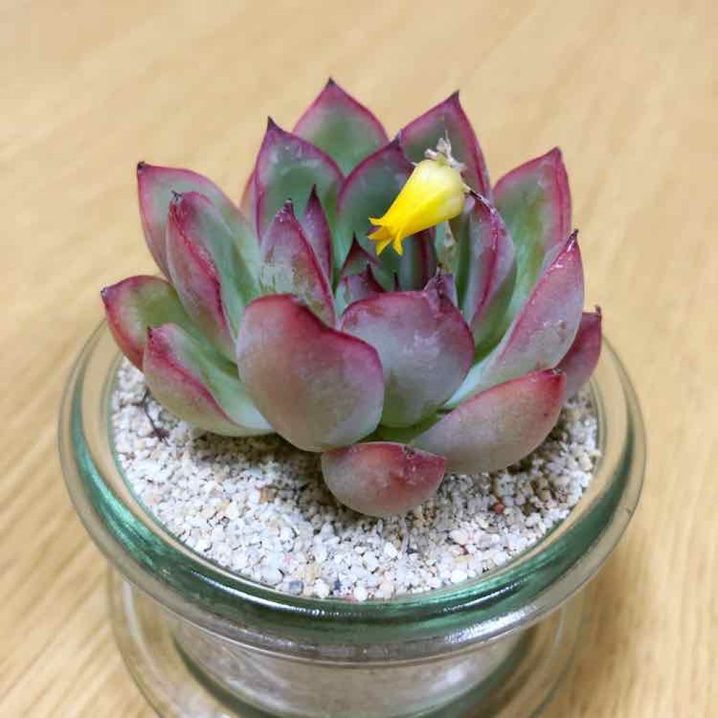 ネイルフィニッシュN/LUNASOL/マニキュアを使ったクチコミ(4枚目)