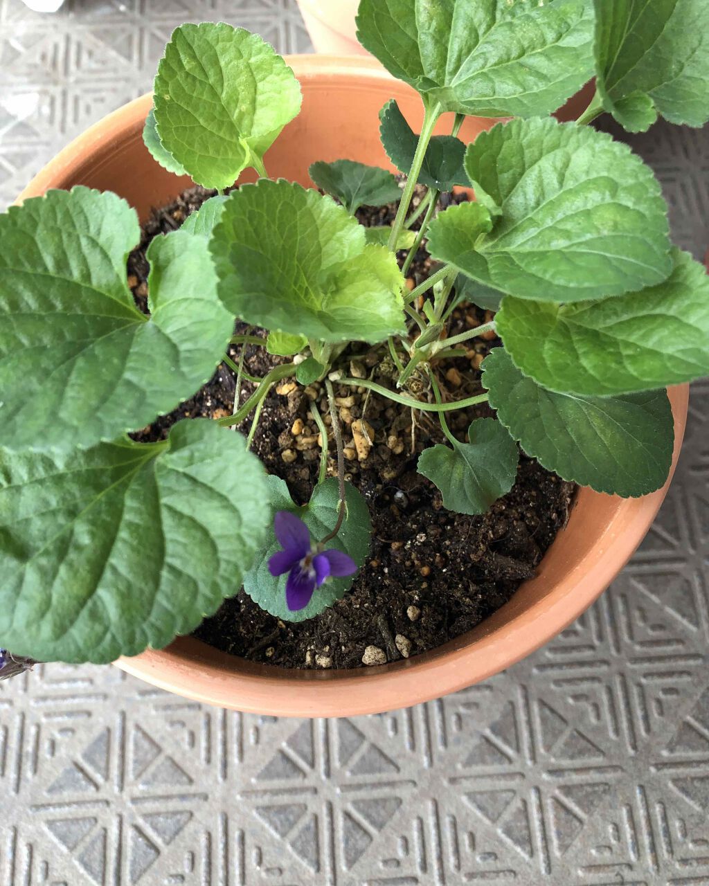 アンソレンス オーデパルファン/GUERLAIN/香水(レディース)を使ったクチコミ(2枚目)