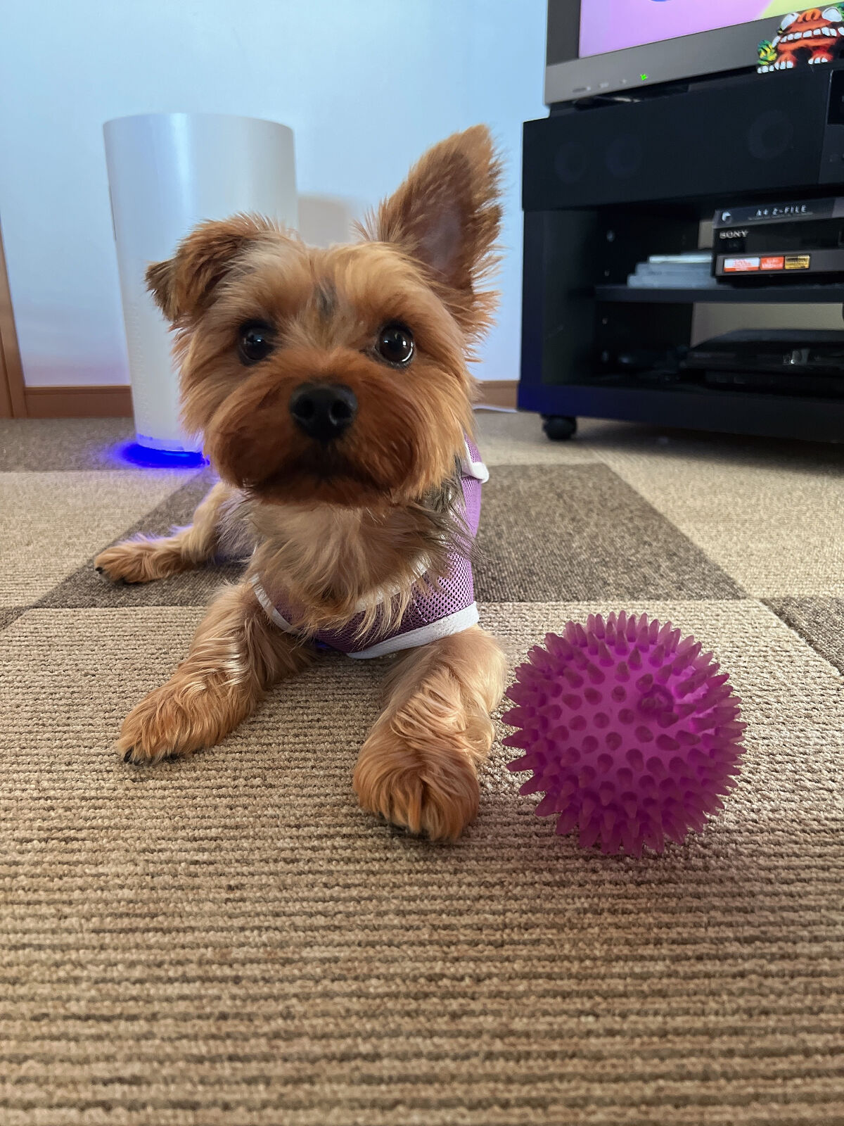 パル カラージェル オールドローズ/キャンドゥ/ジェルネイルを使ったクチコミ（3枚目）