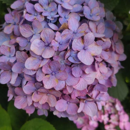 ひろちゃん on LIPS 「紫陽花6月の花美しいねこんな素敵な紫陽花毎年お見事に咲くのは、..」(4枚目)