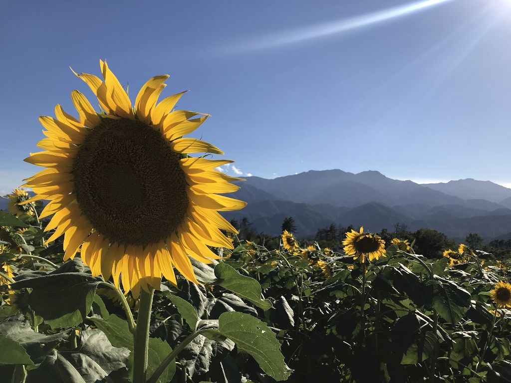 のんの on LIPS 「✨再開します!※雑談と誰も待ってないお知らせです(笑)かれこれ..」(1枚目)